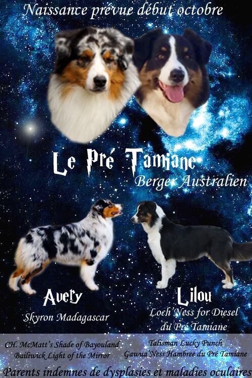 Du Pré Tamiane - Des chiots bientôt ! 